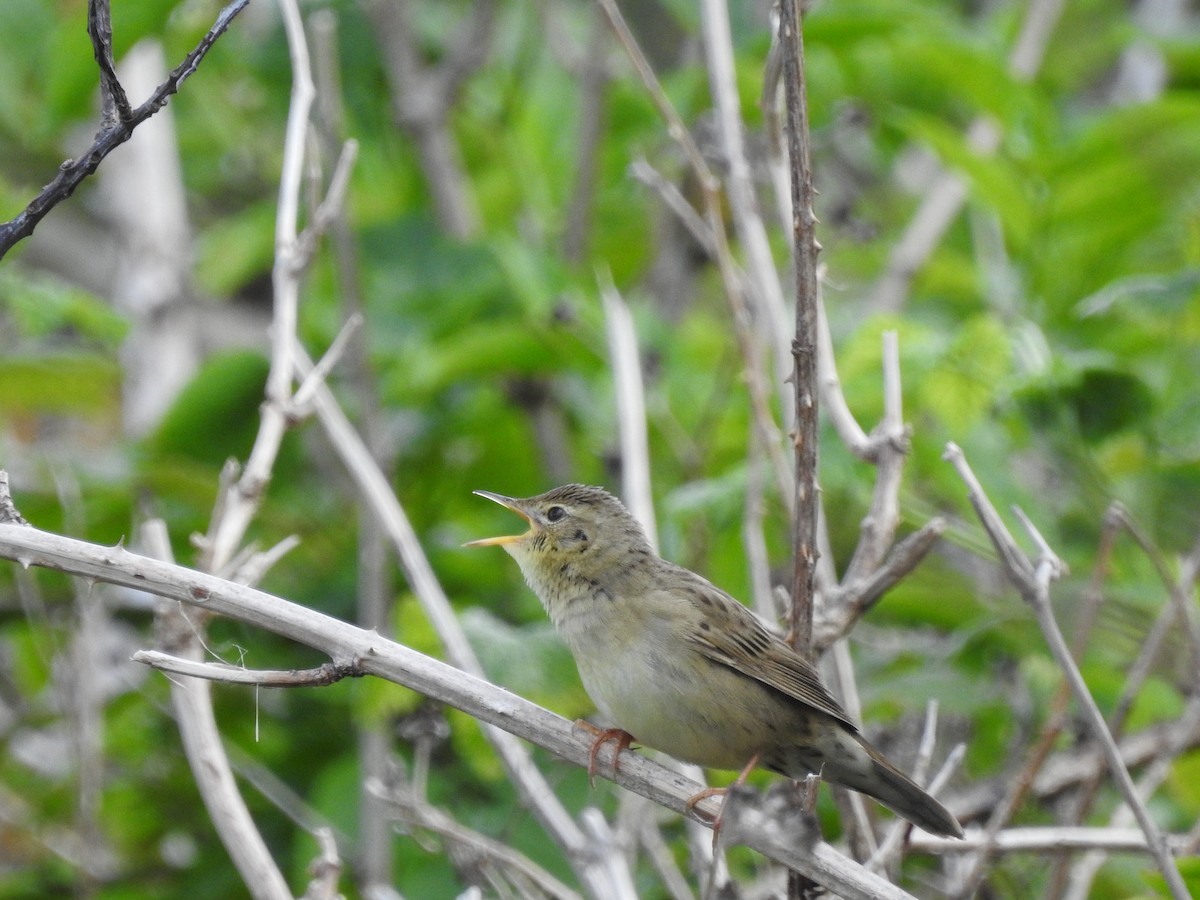 Common Grasshopper Warbler - ML611302369