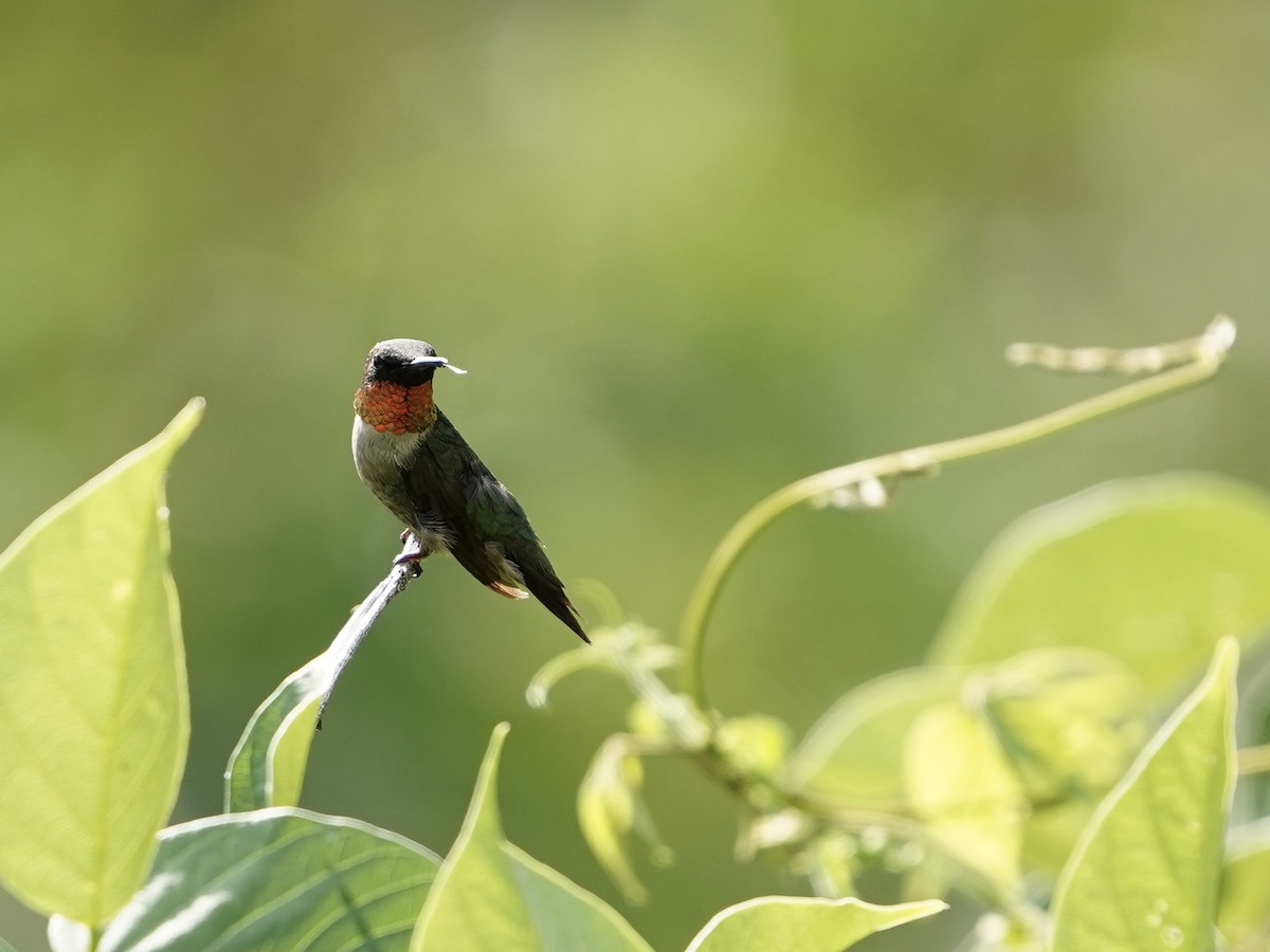 Ruby-throated Hummingbird - ML611302387