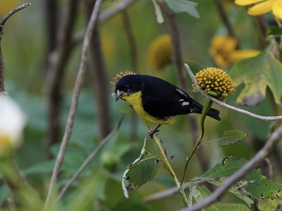 Lesser Goldfinch - ML611302389