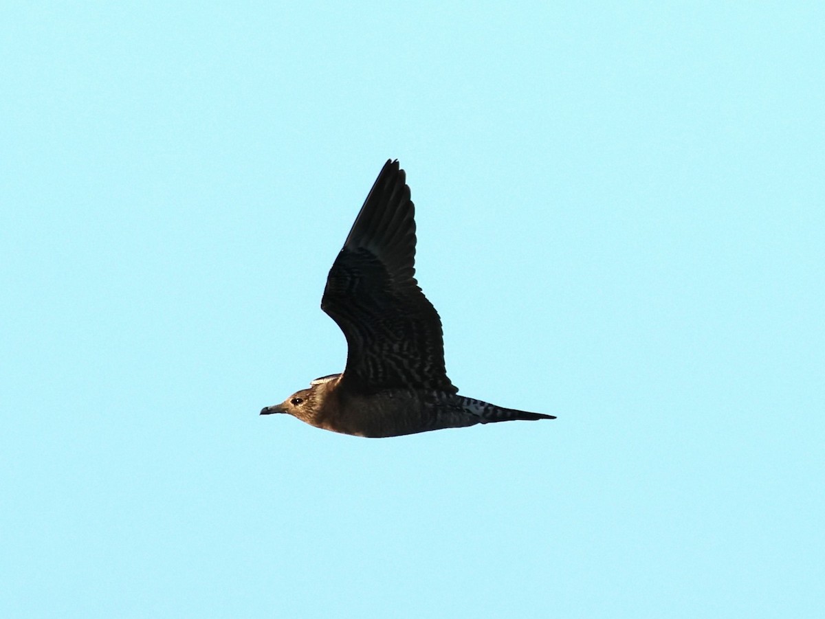 Long-tailed Jaeger - ML611302396