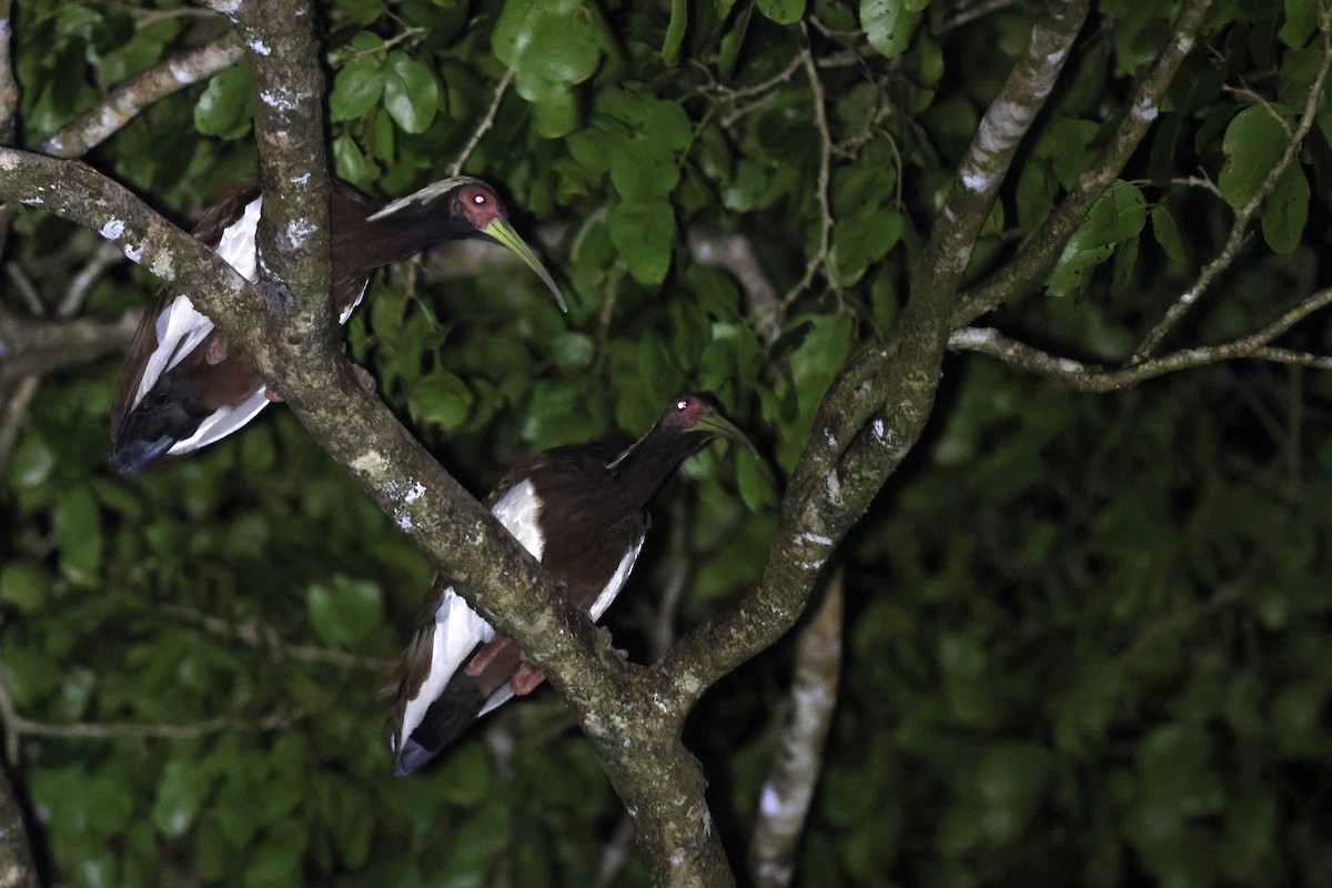 Madagascar Ibis - ML611302439