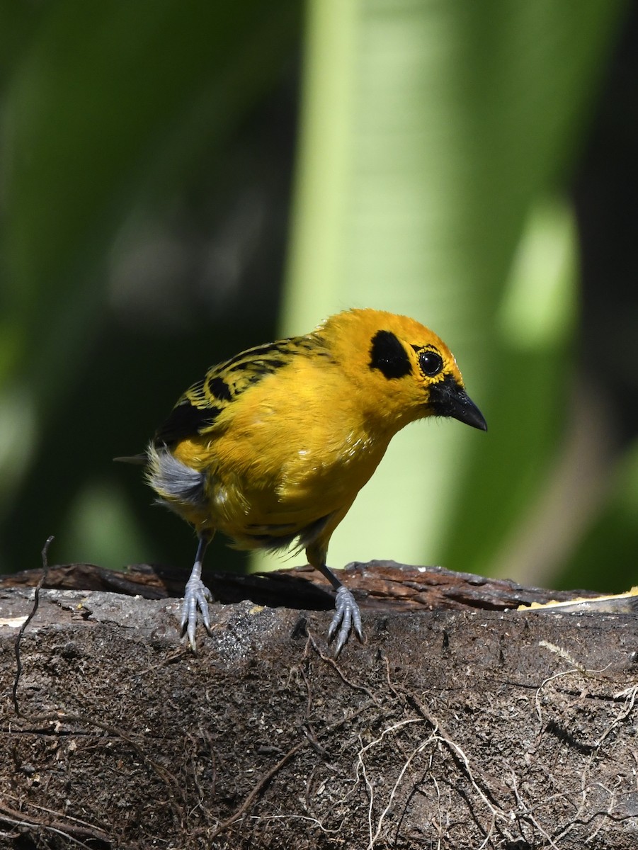 Golden Tanager - ML611302478
