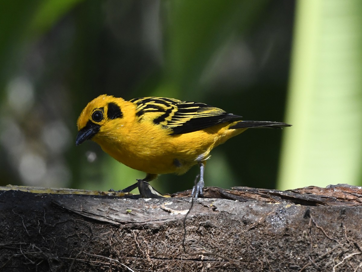 Golden Tanager - ML611302487