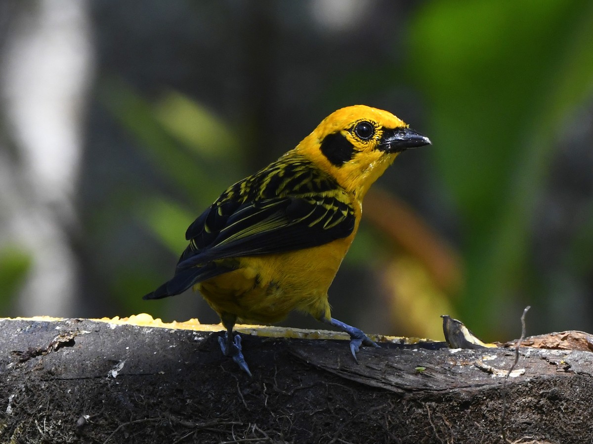 Golden Tanager - ML611302489