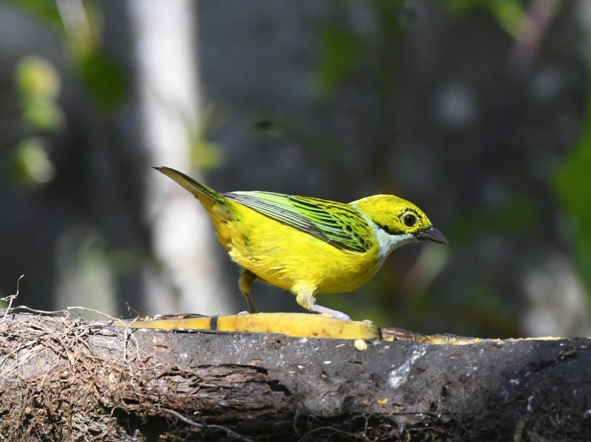 Silver-throated Tanager - ML611302504