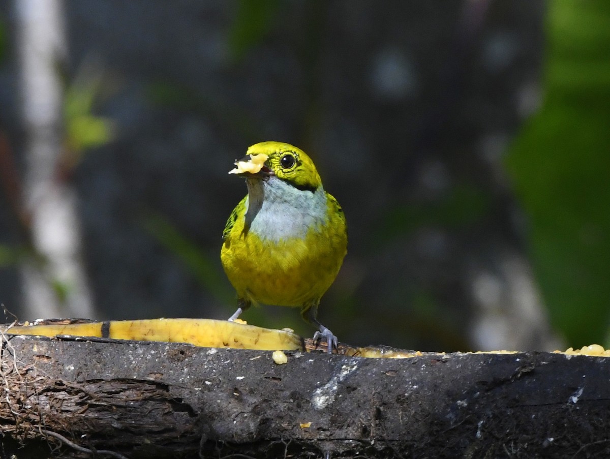 Silver-throated Tanager - ML611302505