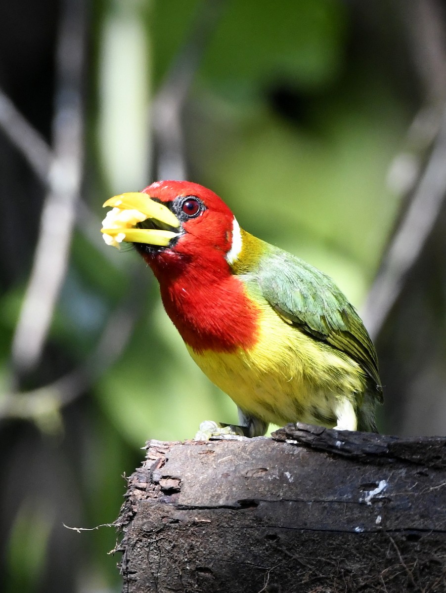 Red-headed Barbet - ML611302529