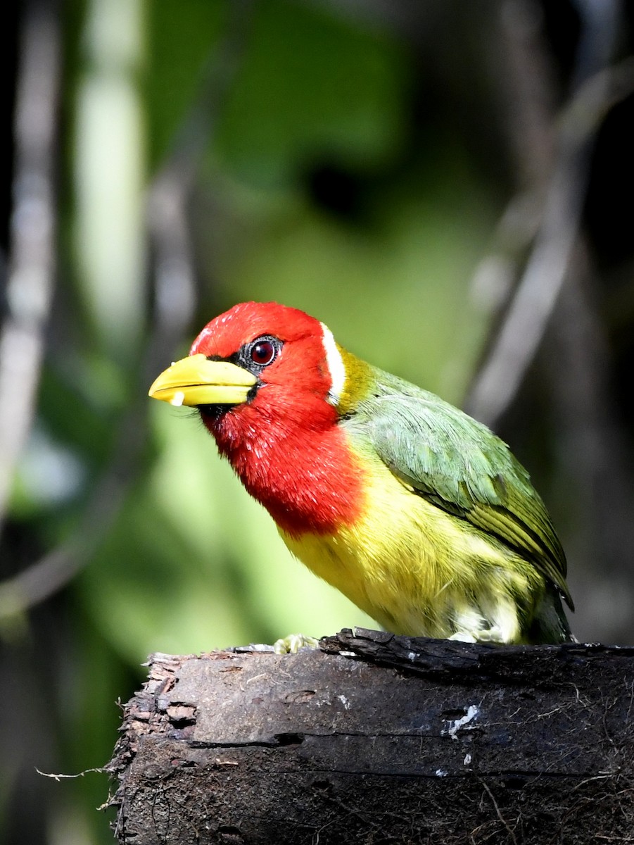 Red-headed Barbet - ML611302531