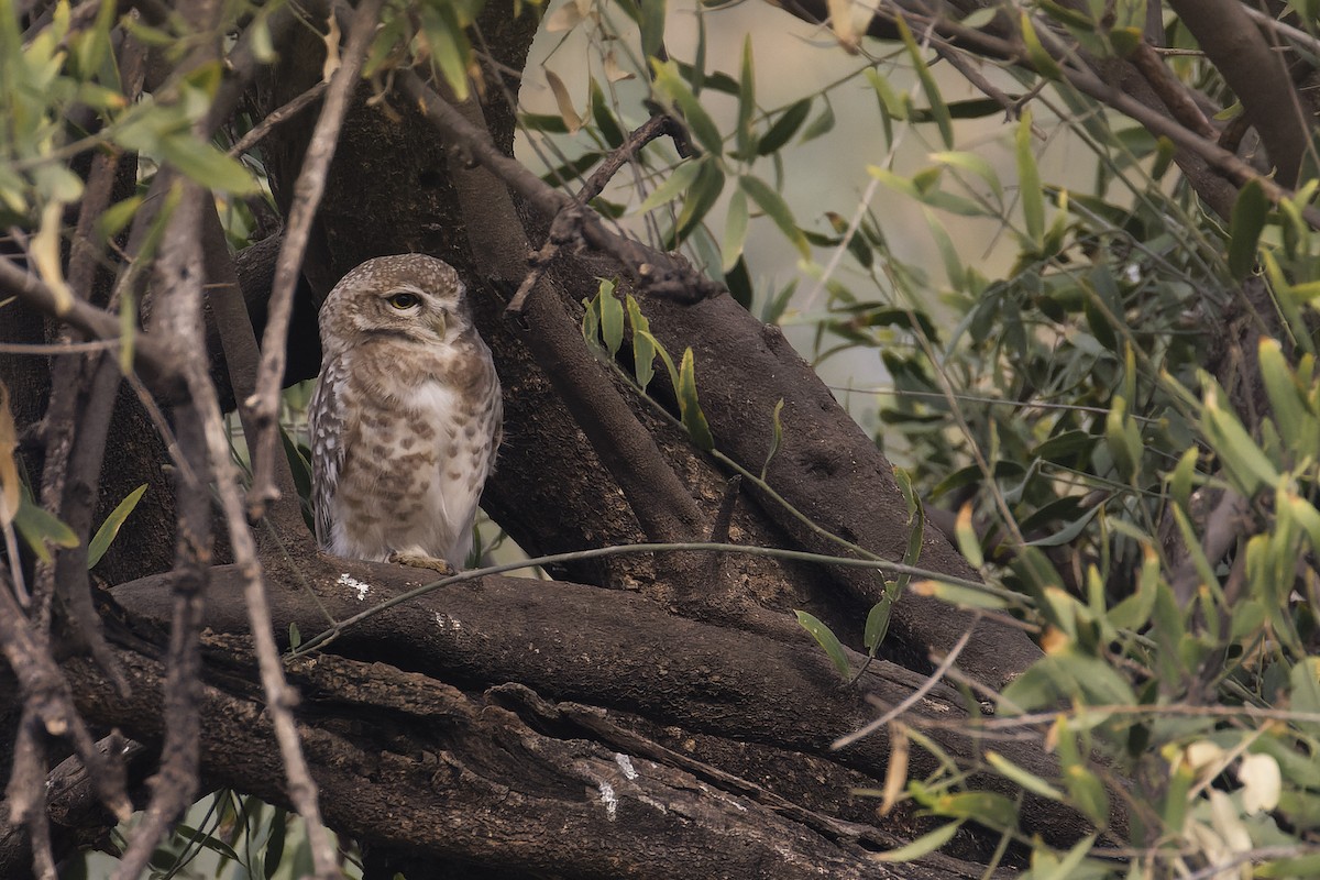 Spotted Owlet - ML611302568