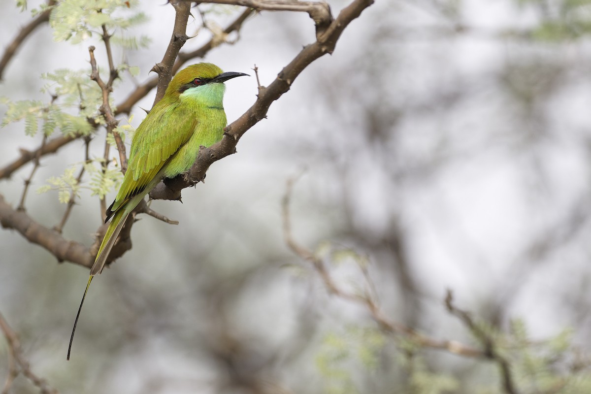 Asian Green Bee-eater - ML611302598