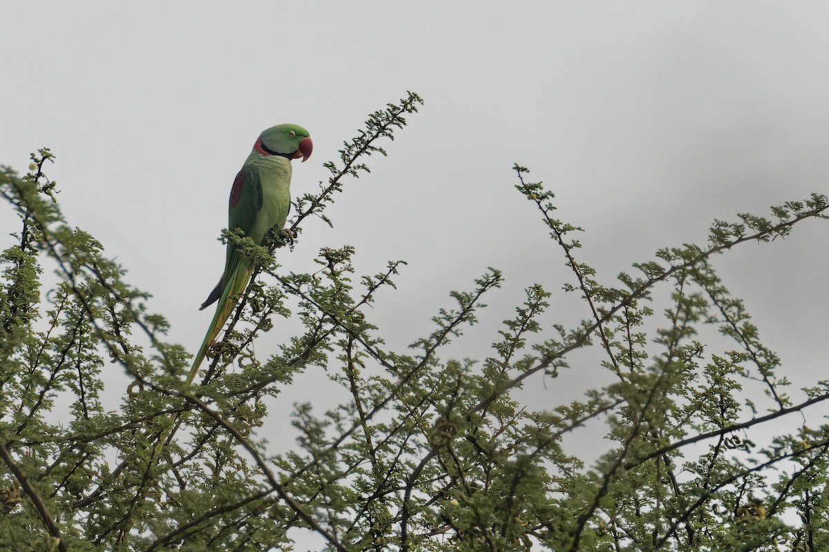 Alexandrine Parakeet - ML611302603