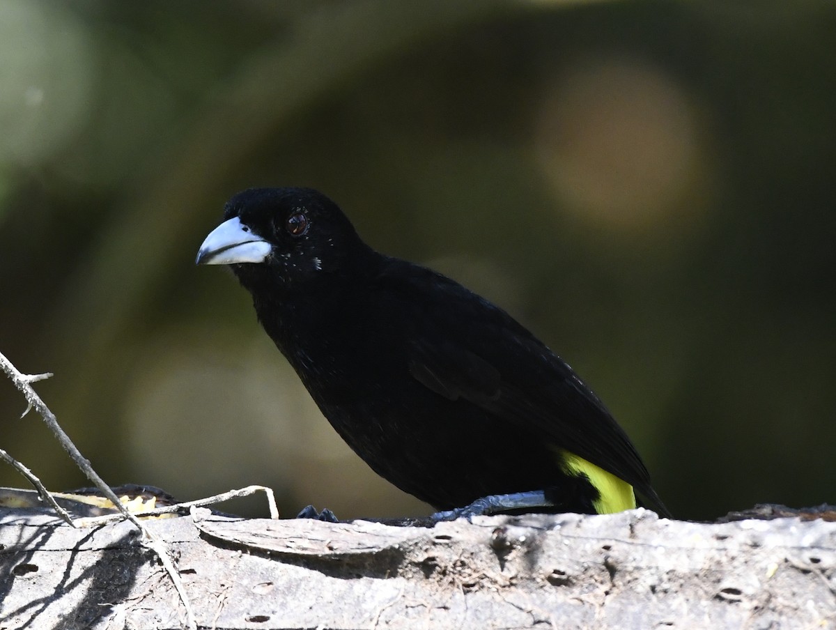 Flame-rumped Tanager (Lemon-rumped) - ML611302627