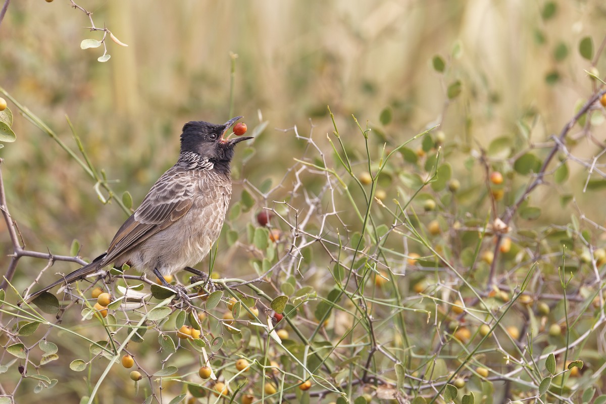 Red-vented Bulbul - ML611302689