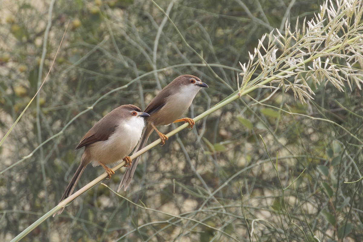 Yellow-eyed Babbler - ML611302714