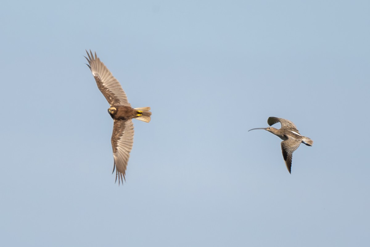 Eurasian Curlew - Holger Köhler