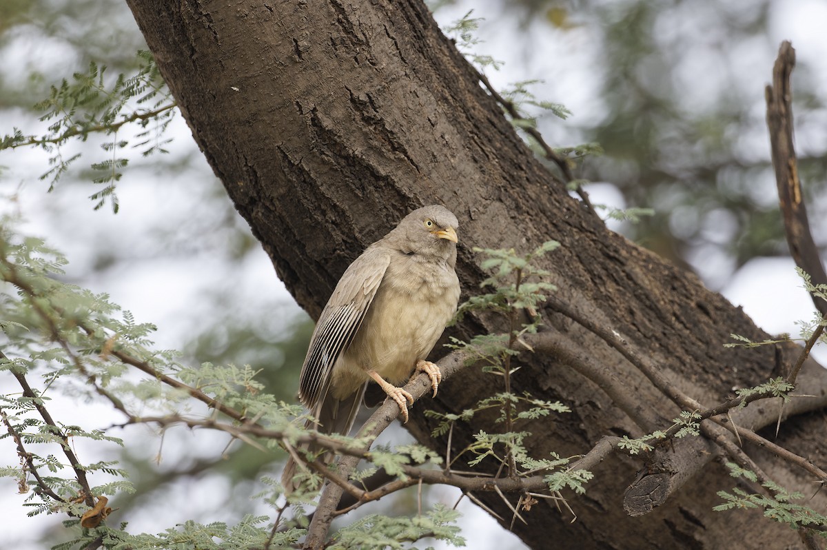 Jungle Babbler - ML611302734