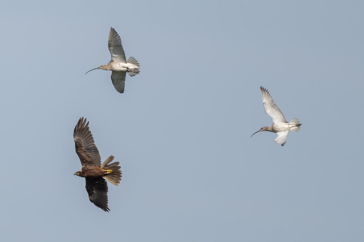 Eurasian Curlew - ML611302738