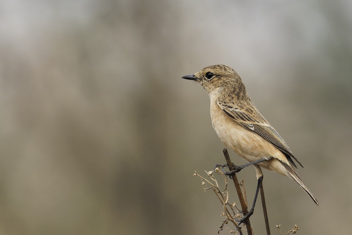 Siberian Stonechat - ML611302785