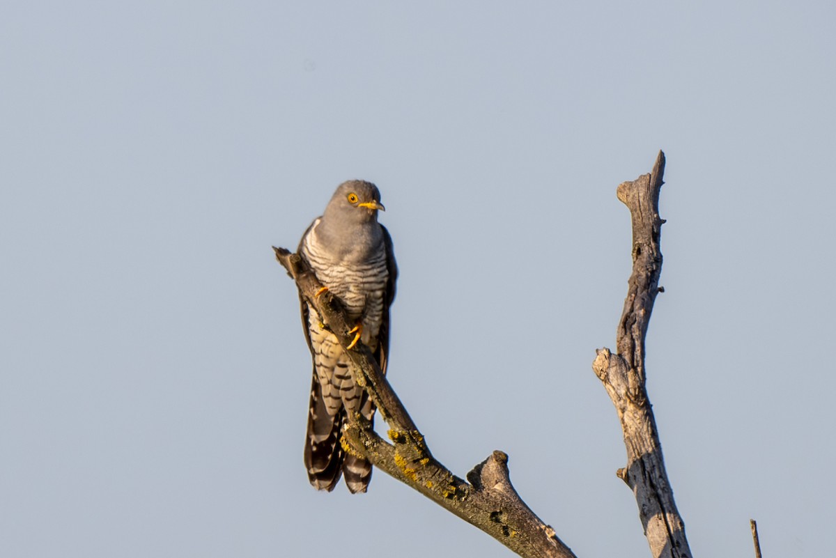 Common Cuckoo - Holger Köhler
