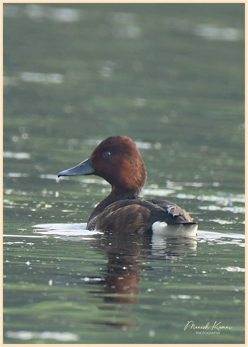 Ferruginous Duck - ML611302799