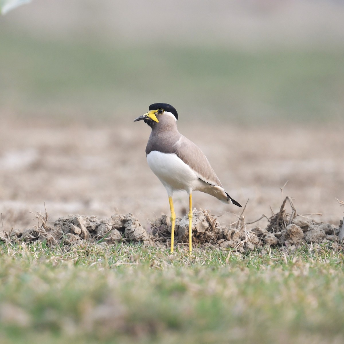 Yellow-wattled Lapwing - ML611302806