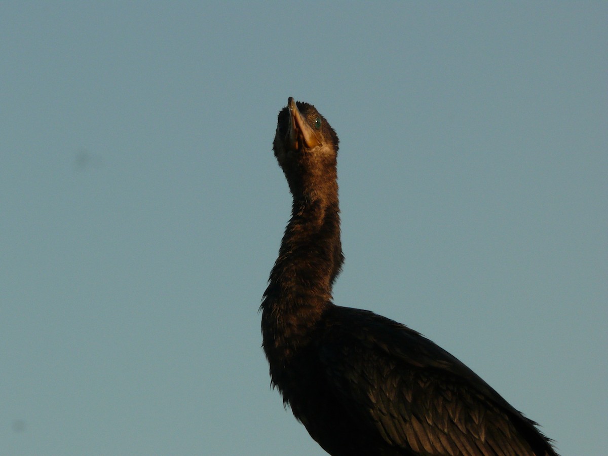 Neotropic Cormorant - Tom George