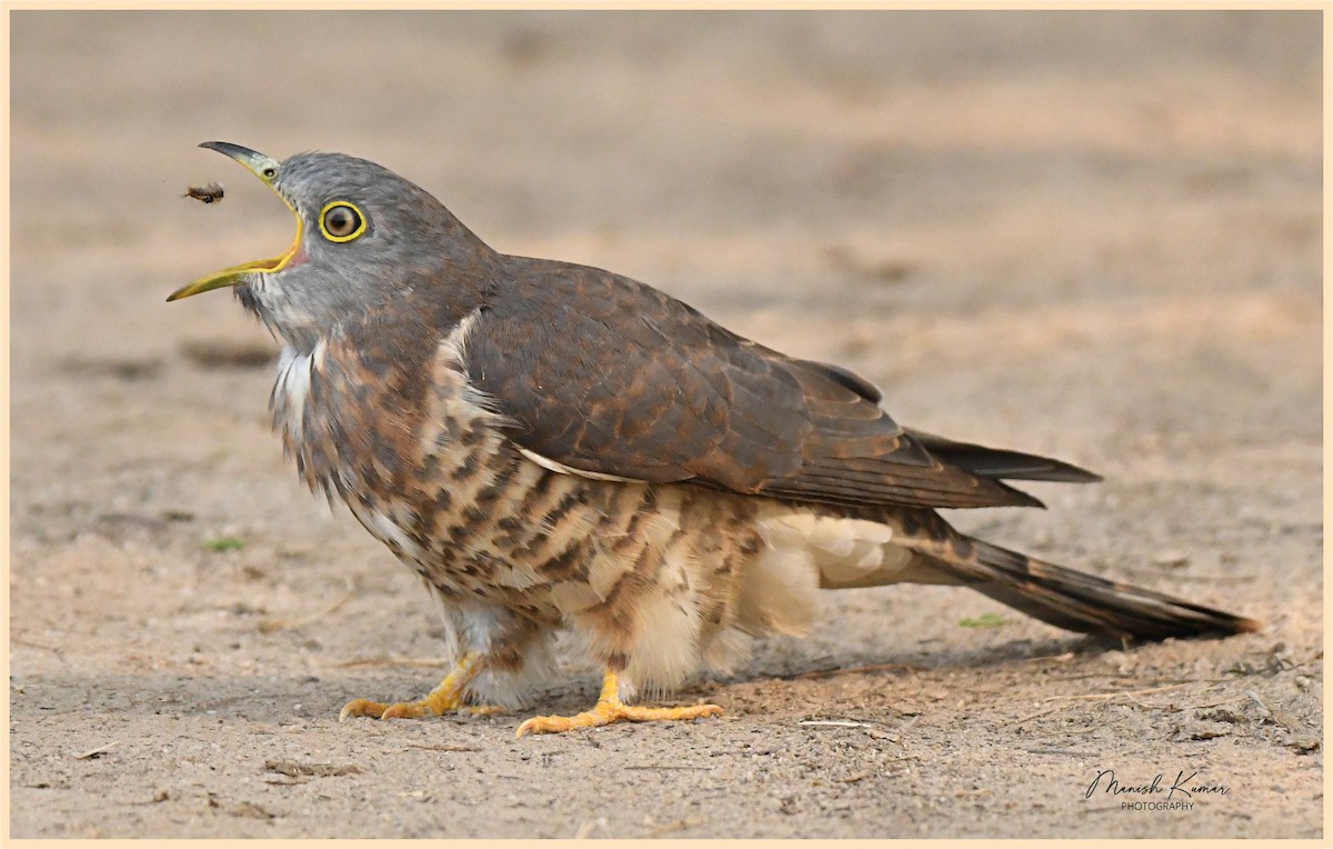 Common Hawk-Cuckoo - ML611302820