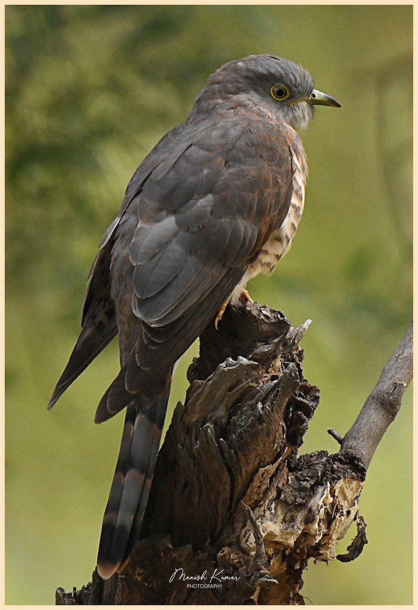Common Hawk-Cuckoo - ML611302821