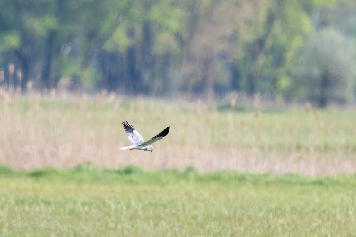 Montagu's Harrier - Holger Köhler