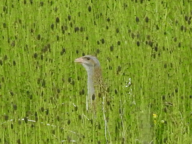 Corn Crake - ML611302921