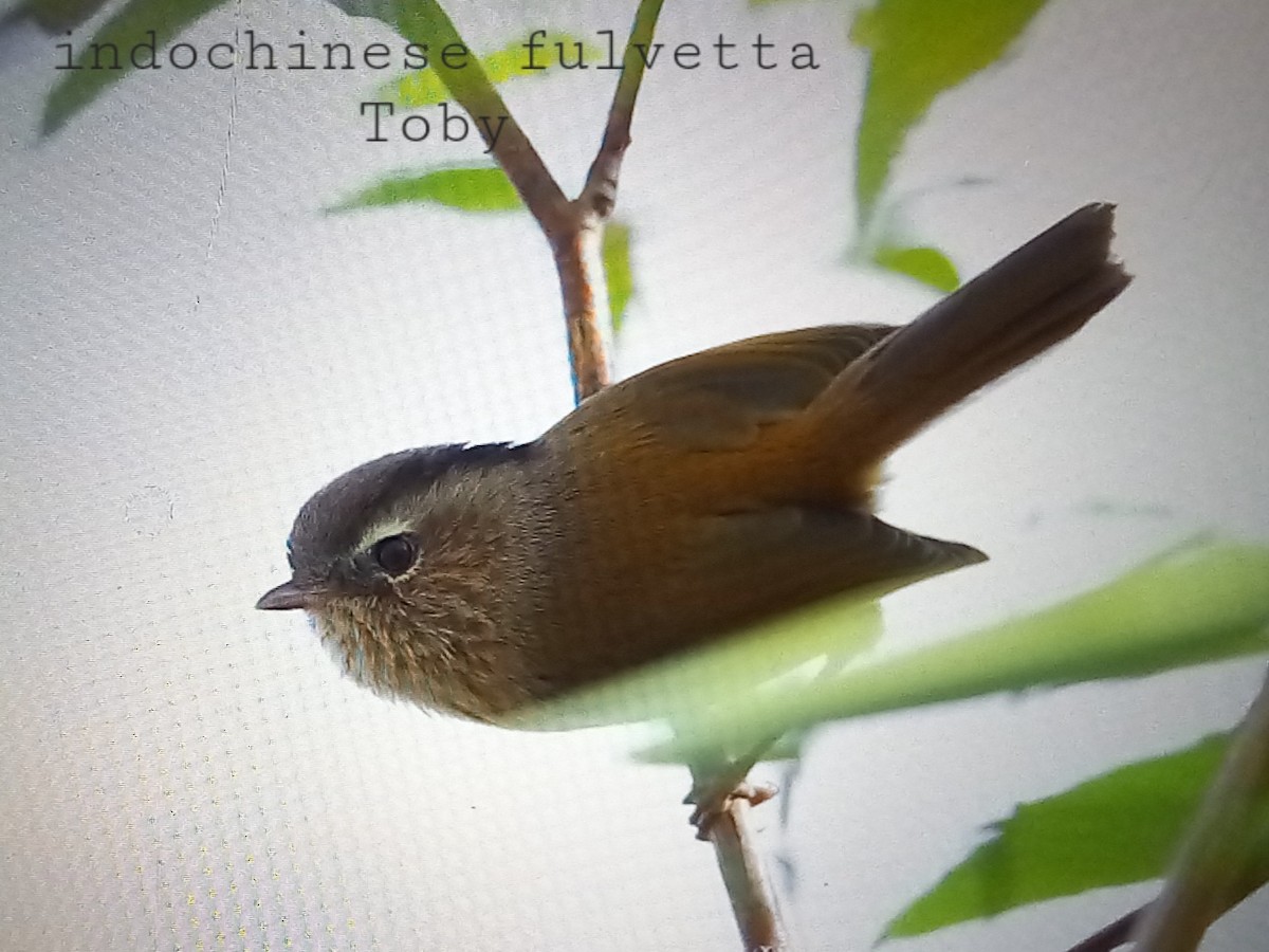 Indochinese Fulvetta - Trung Buithanh