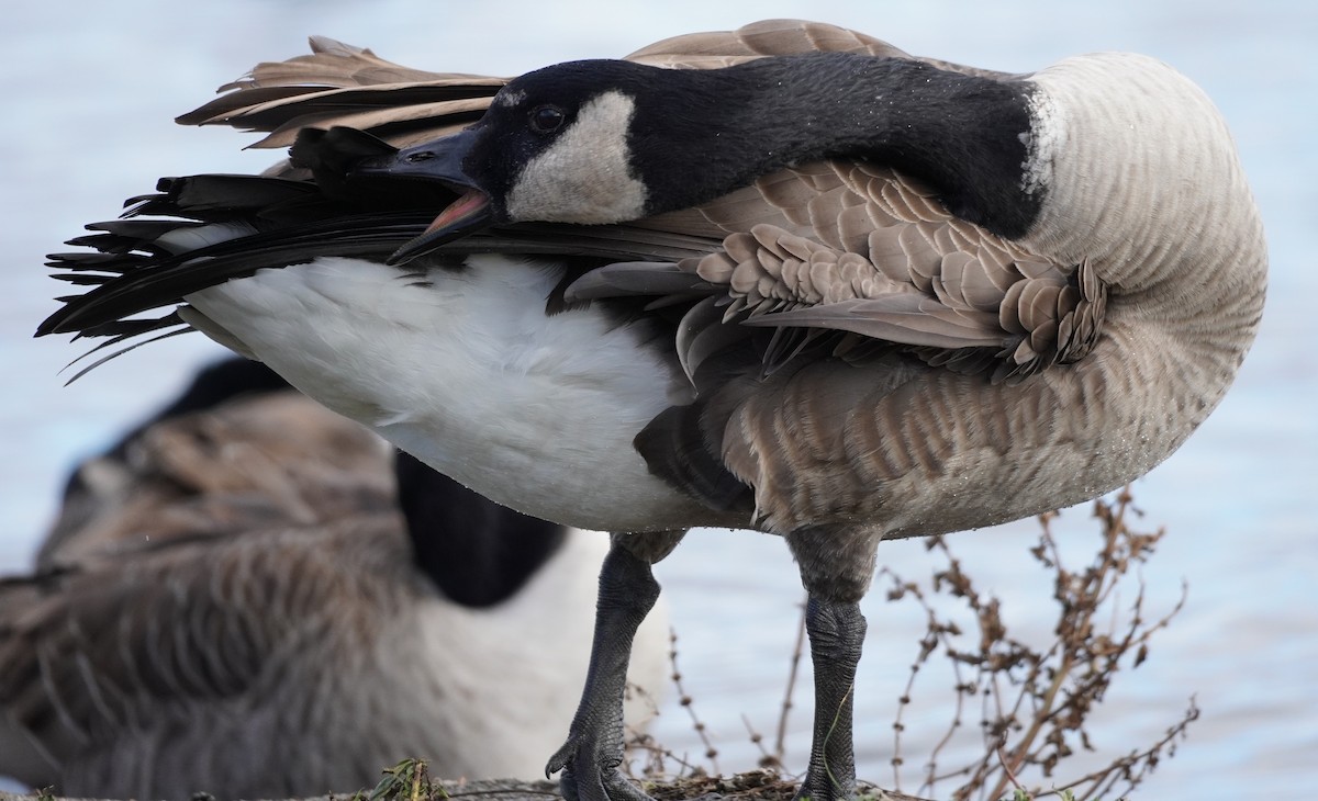 Canada Goose - ML611303010
