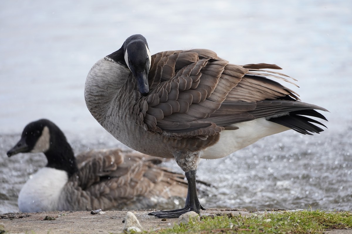 Canada Goose - ML611303011