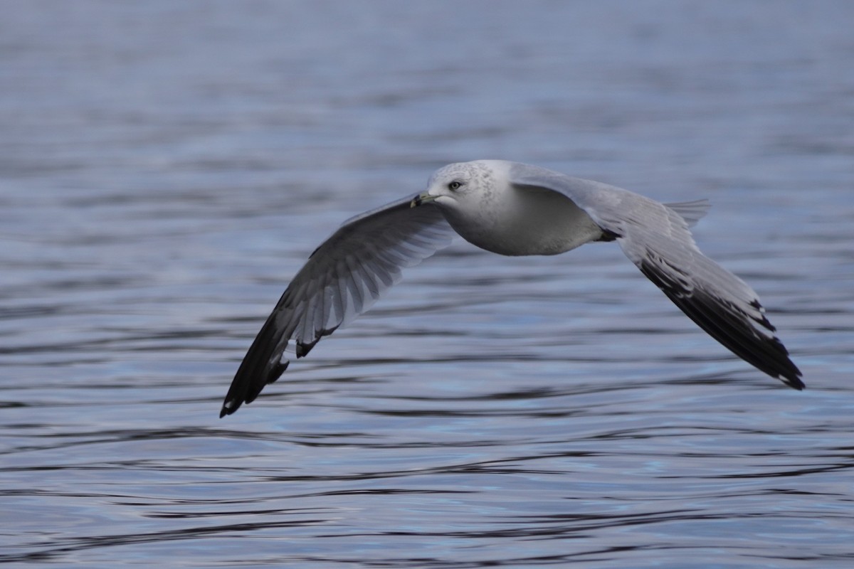 Ring-billed Gull - ML611303019
