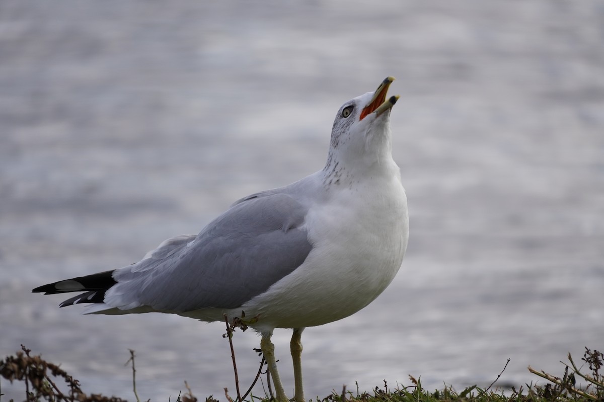 Ring-billed Gull - ML611303023