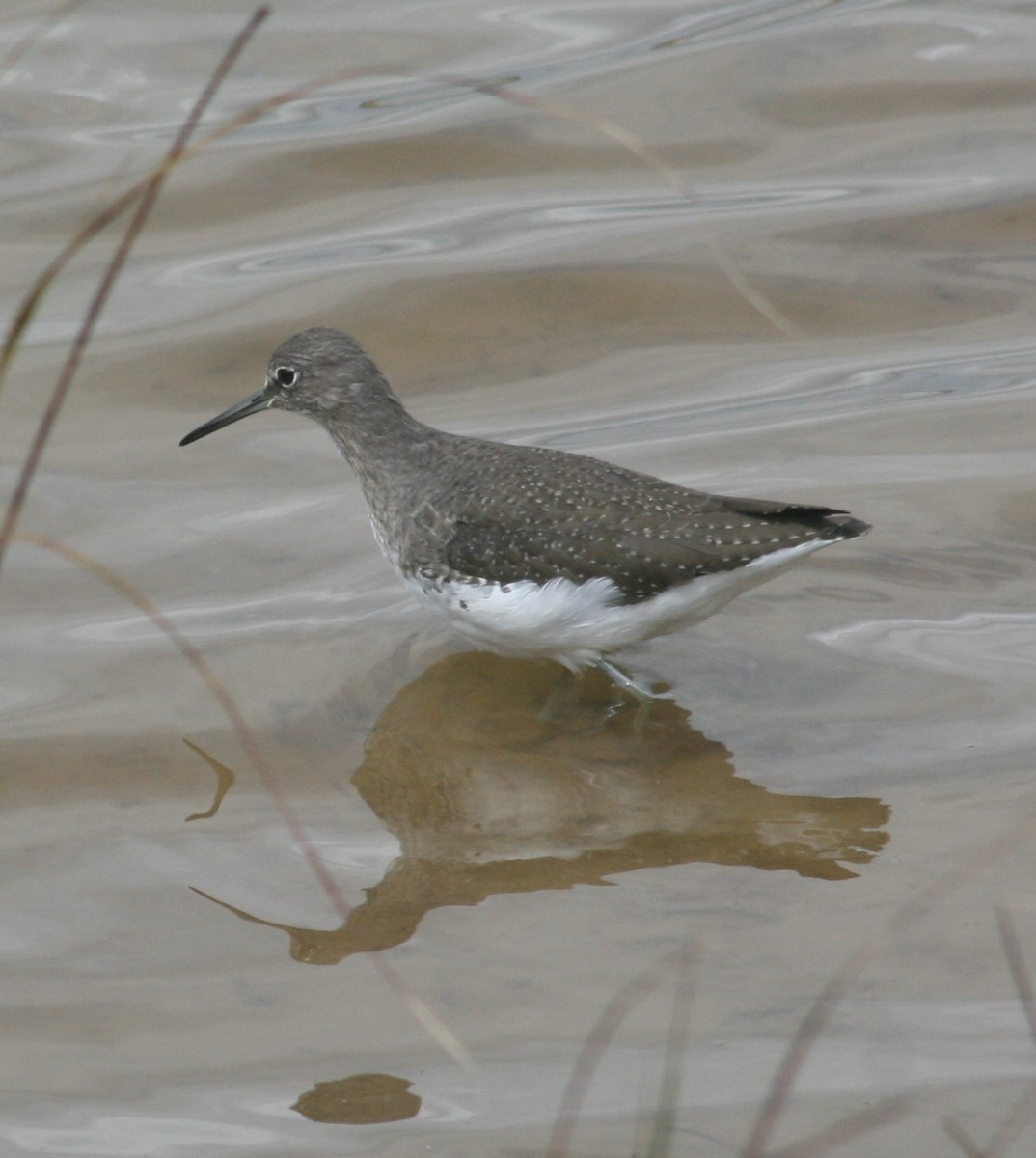 Green Sandpiper - ML611303055