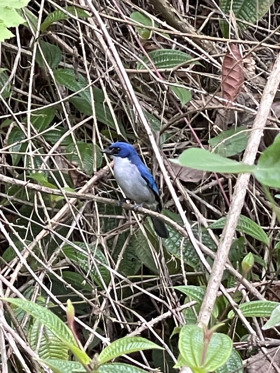 Madagascar Blue Vanga - Daniel Moore