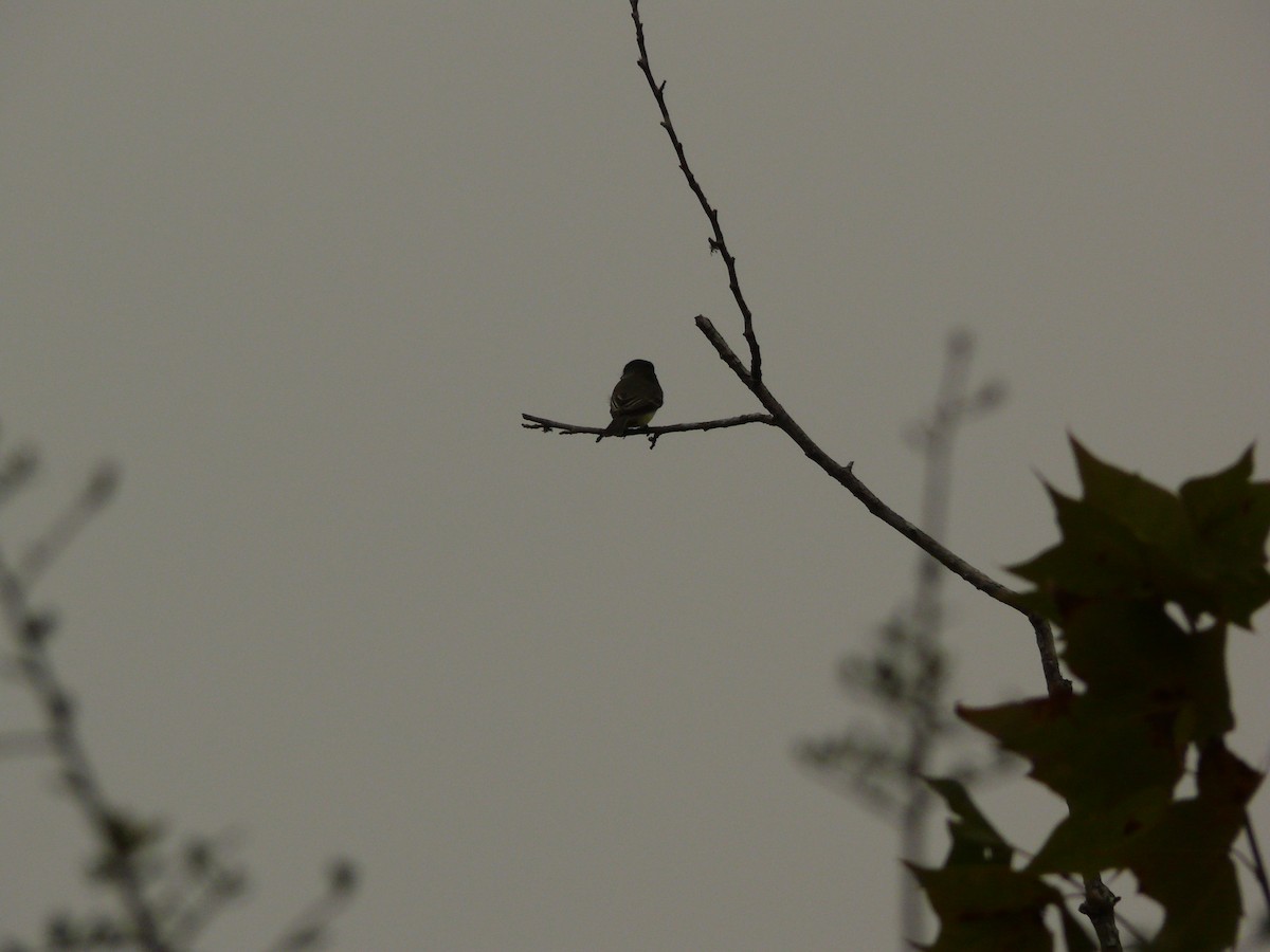 Eastern Phoebe - ML611303116