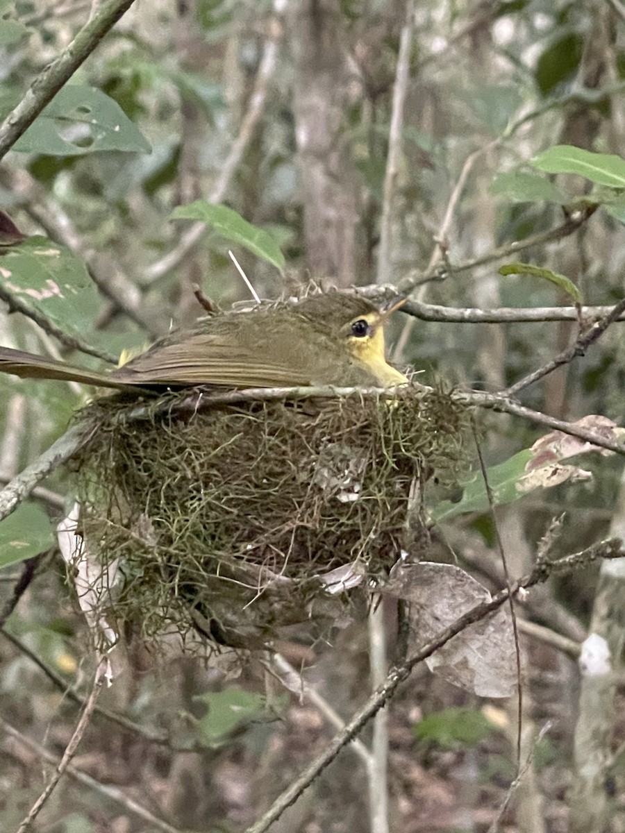 Jiji Verde - ML611303151