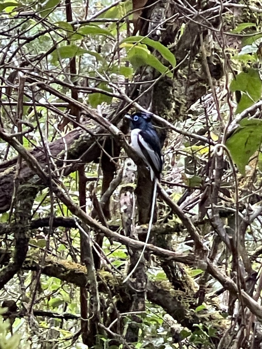 Malagasy Paradise-Flycatcher (Malagasy) - ML611303187