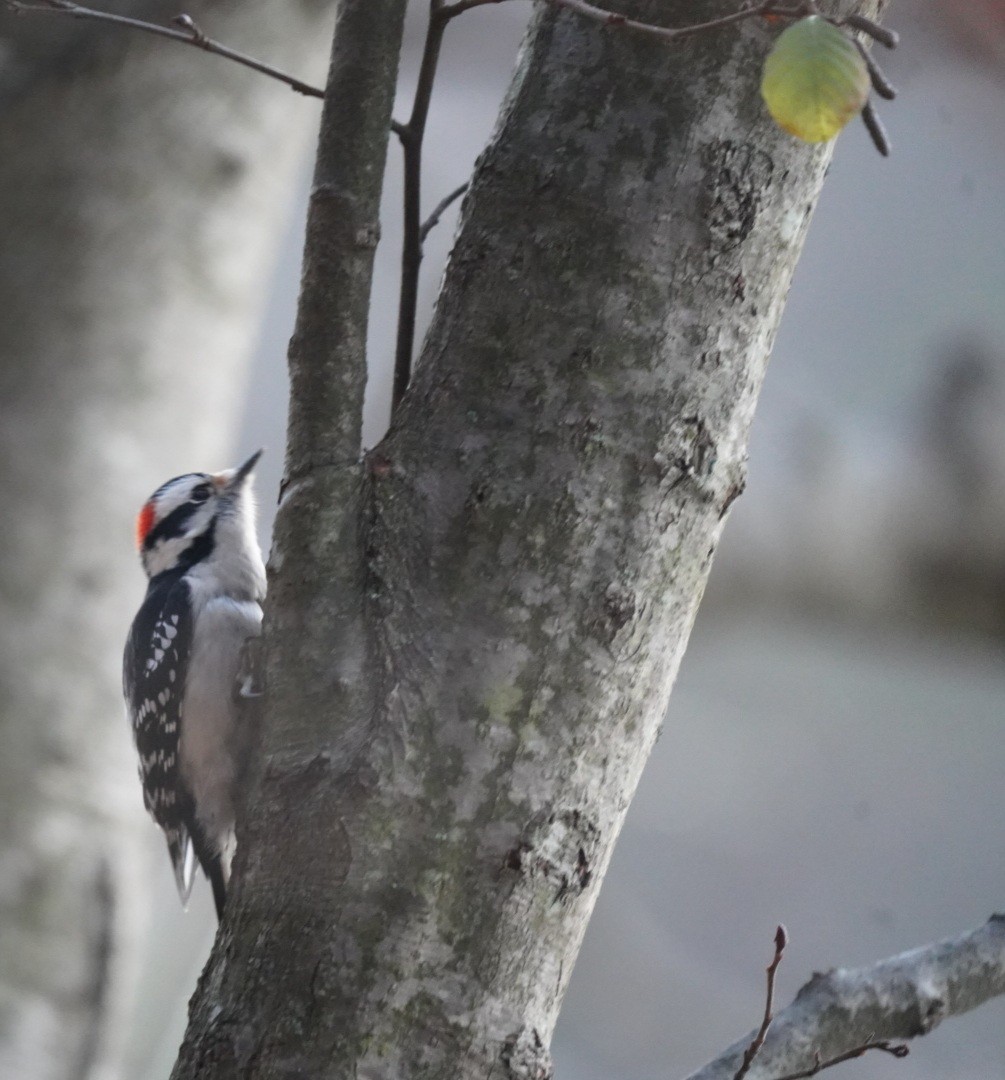 Downy Woodpecker - ML611303202