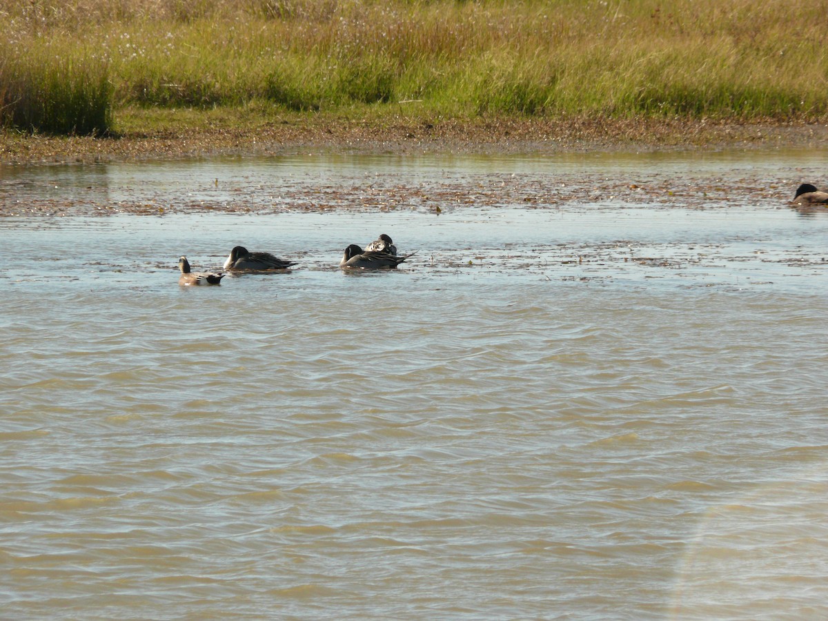 Northern Pintail - ML611303208