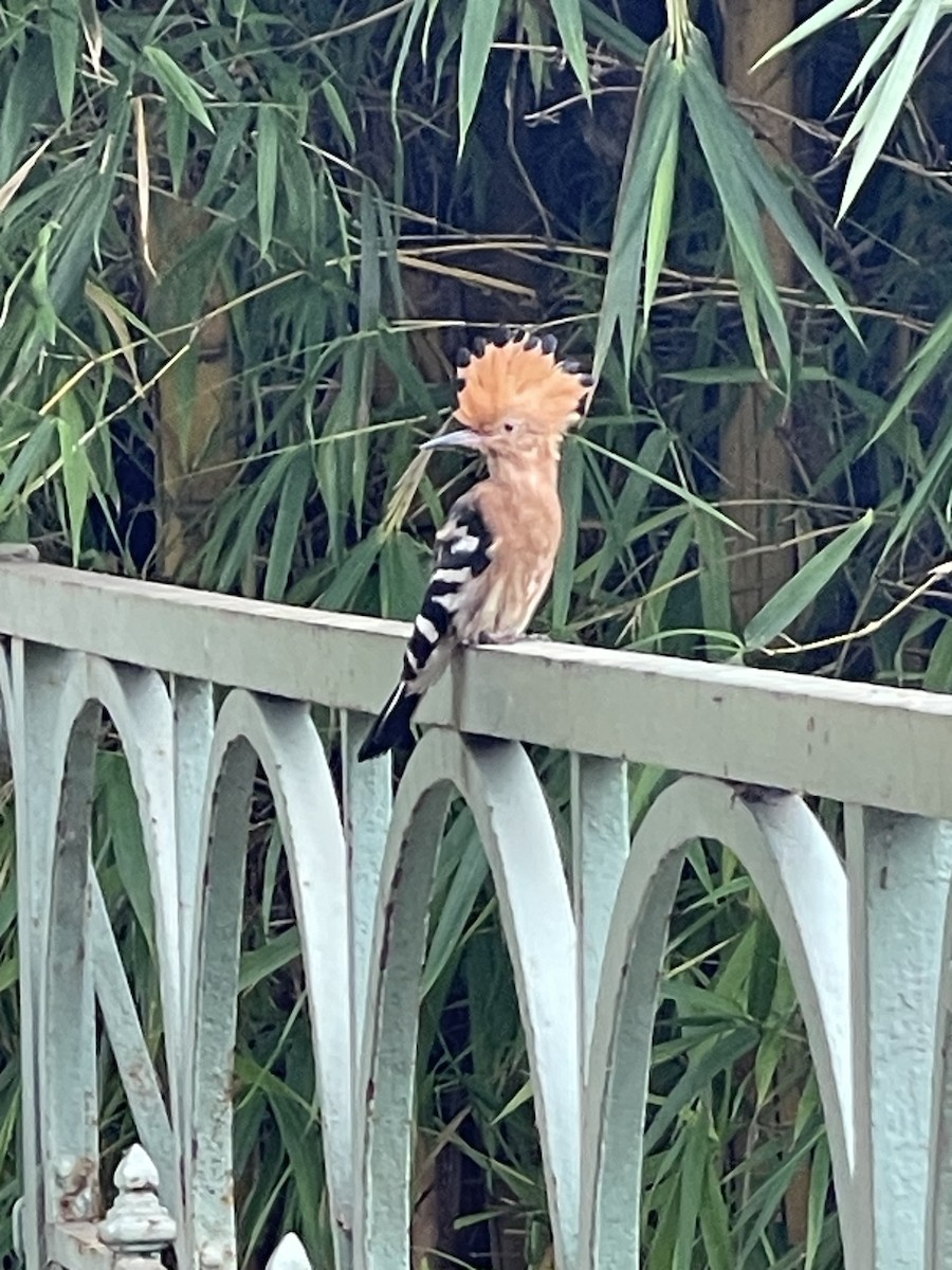 Madagascar Hoopoe - ML611303260