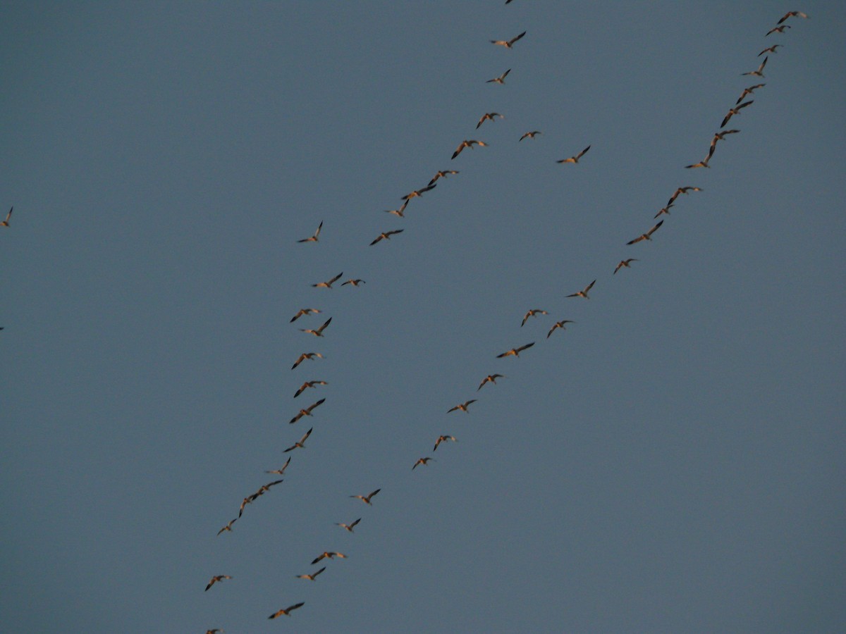 Snow Goose - Tom George