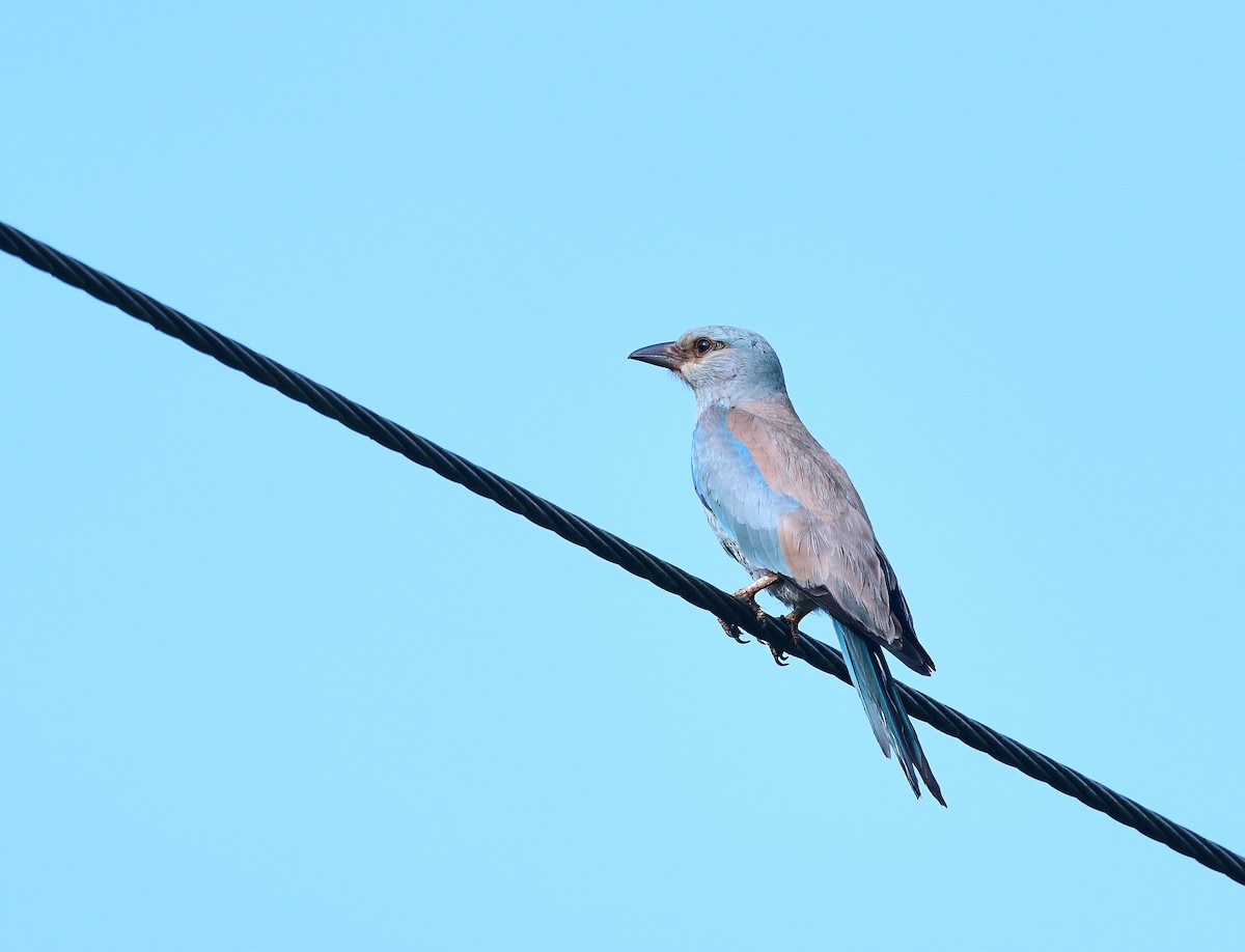 European Roller - ML611303325