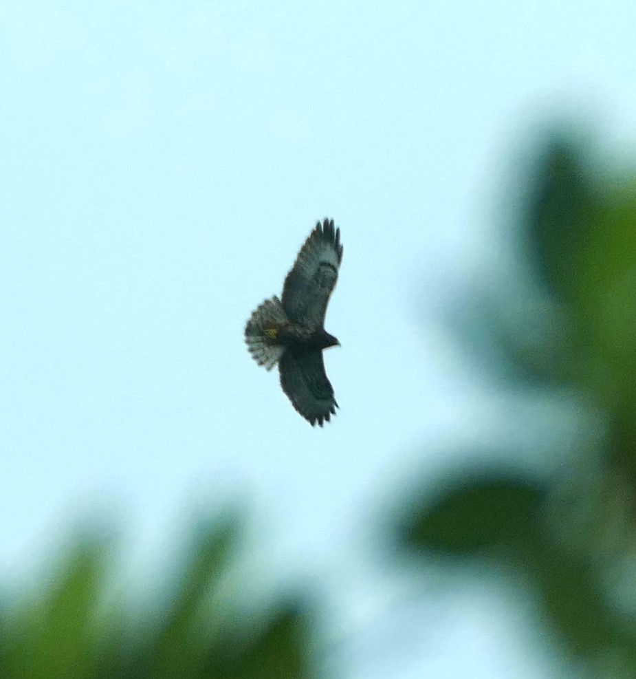 Short-tailed Hawk - ML611303345
