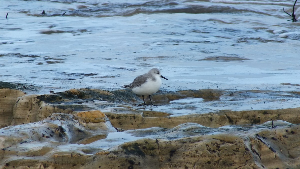 Bécasseau sanderling - ML611303525