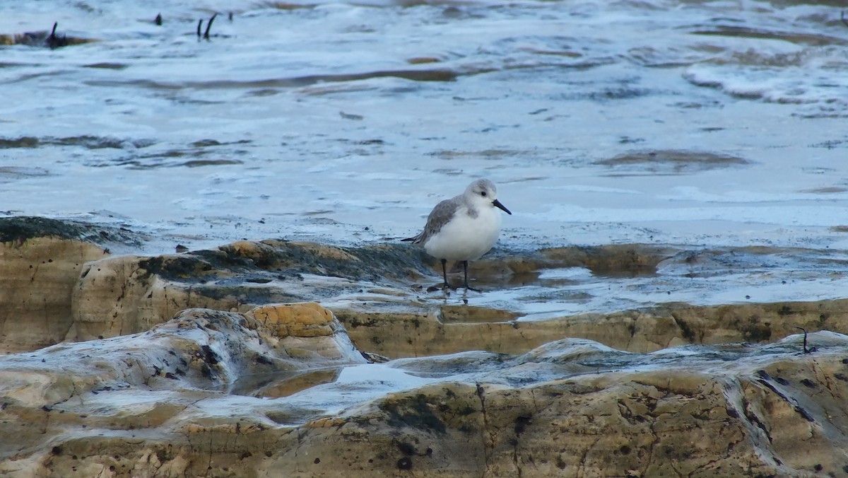 Bécasseau sanderling - ML611303526