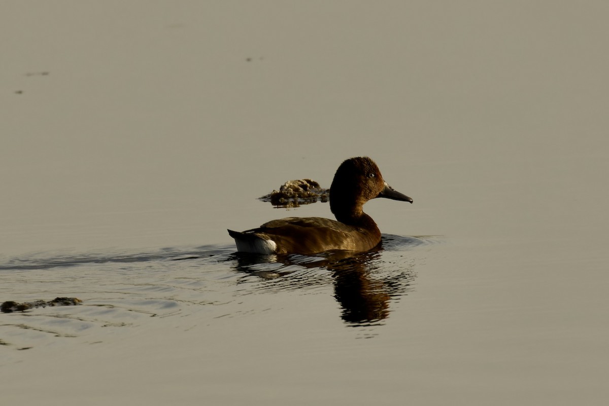 Ferruginous Duck - ML611303587