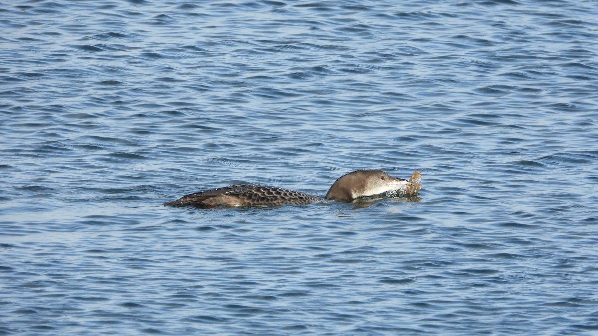 Plongeon huard - ML611303607